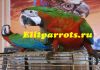 Фото Арлекин (гибрид попугаев ара) - ручные птенцы 4 мес из питомника